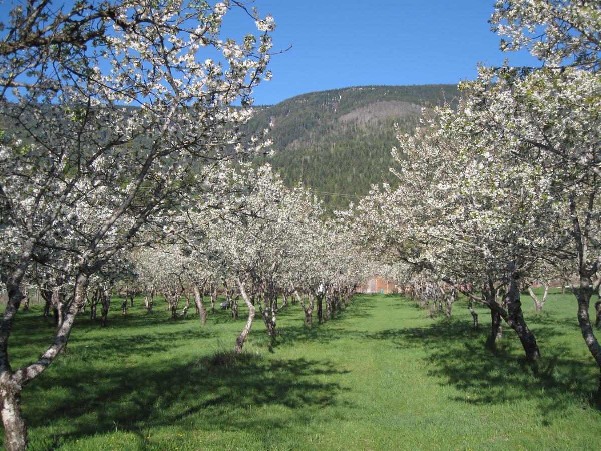 Cherry Cove Cabins Villa Kaslo Luaran gambar