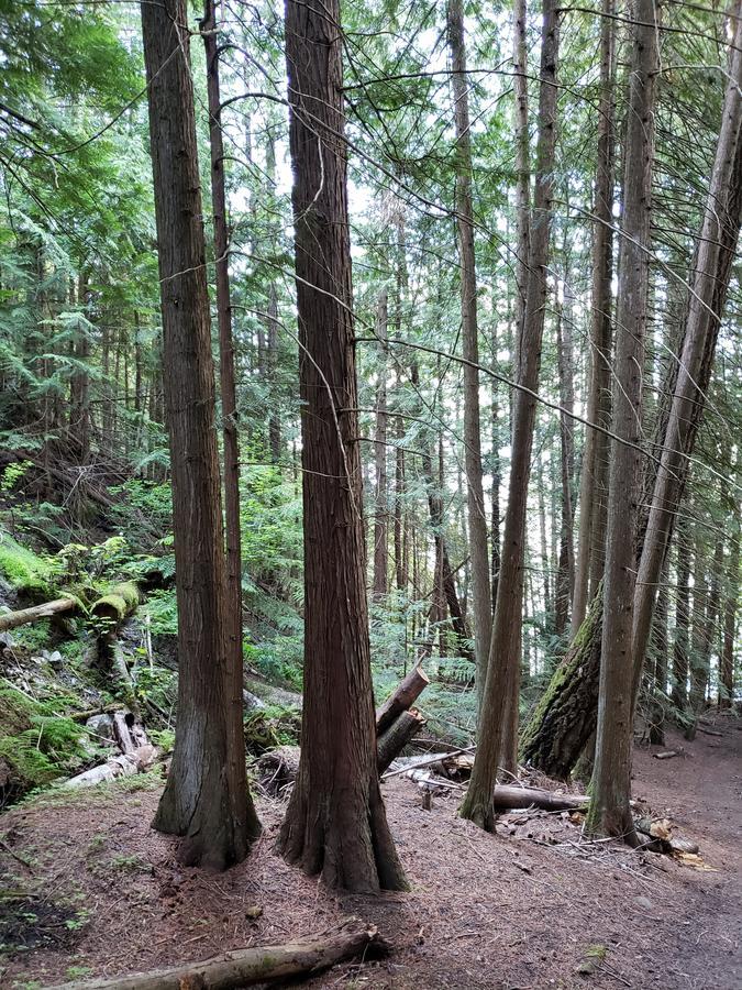 Cherry Cove Cabins Villa Kaslo Luaran gambar
